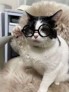 ニャンだね？　#ペット自慢2024_ネコ#