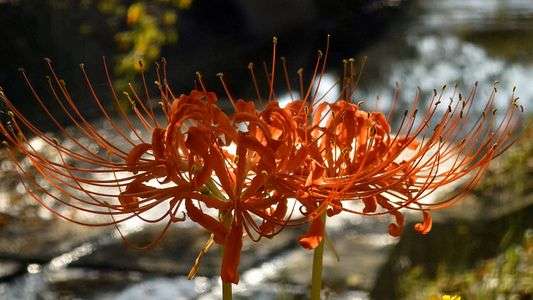 川沿いに咲く彼岸花