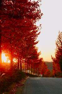 夕焼けに染まるモミジバフウ