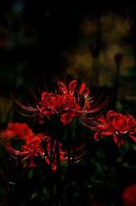 ルビーのように