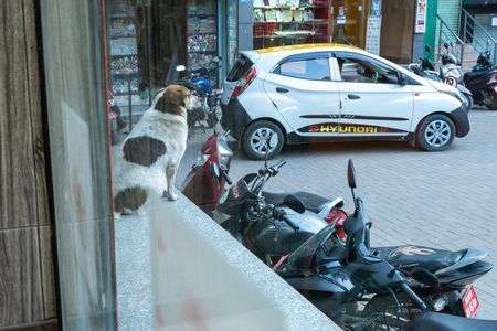 ストリートドッグ