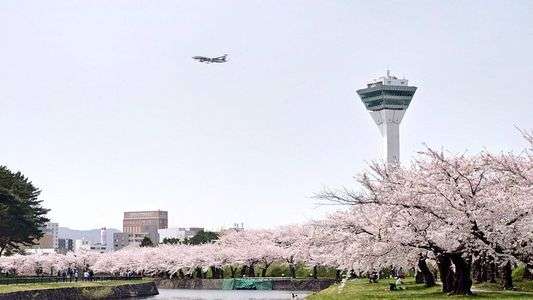 桜を撮影しに飛行機できました！