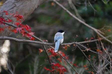 師走の紅葉尾長