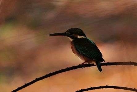 ラクウショウ木陰にカワセミ