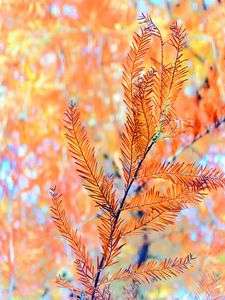 紅葉のメタセコイア