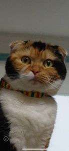 あれなんだろう