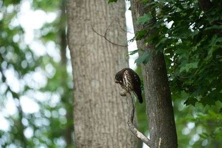 足痒いぃ〜　#アオバズク#