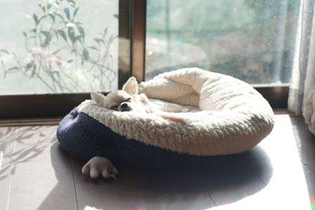 我が家にようこそ #ペット自慢2024_犬#