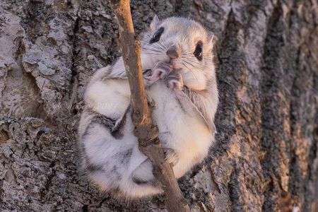 エゾモモンガ🍑