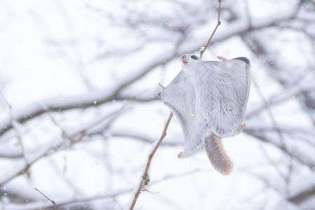 雪のエゾモモンガ🍑