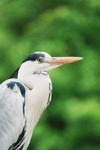 都会のアオサギ