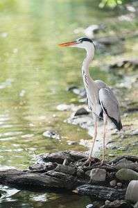 橋の下のアオサギ