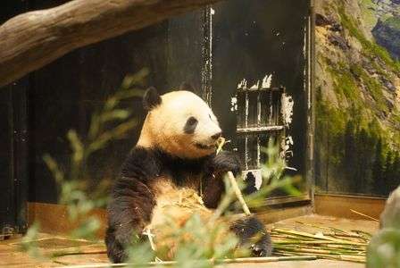 パンダ