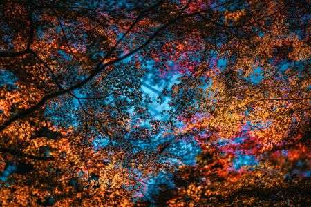 Autumn was still burning!