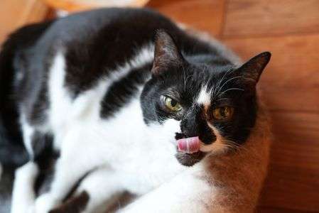 #ペット自慢2024_ネコ#