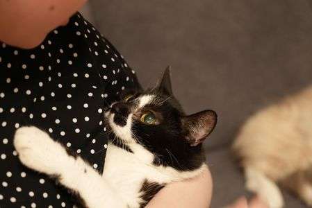 #ペット自慢2024_ネコ#