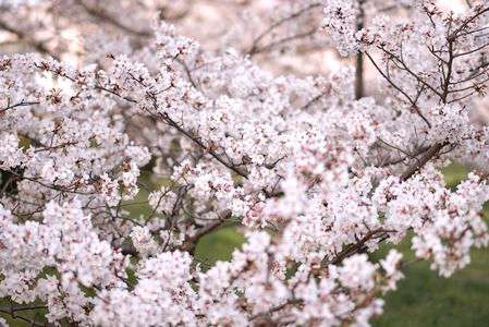 桜　#フラワー2025 #東京 #野川公園