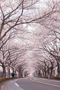 桜　#フラワー2025 #東京 