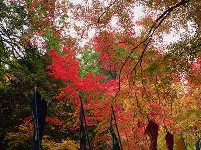 京都・赤山禅院の紅葉