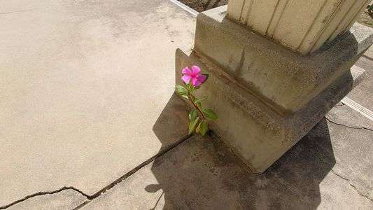 頑張れば花を咲かせられる！