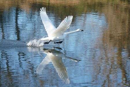 全力走行中#生きもの_一般#