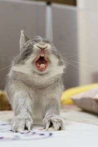 愛兎#ペット自慢2024_小動物#