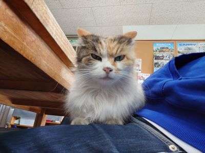 ペット自慢2024_ネコ