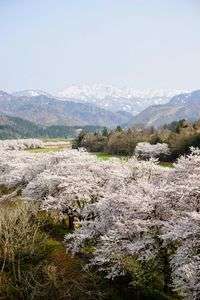 胎内川の桜三景。#フラワー2025#