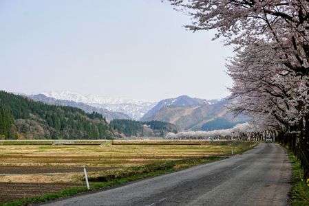 胎内川の桜三景。#フラワー2025#