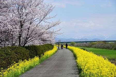 加治川右岸の桜。#フラワー2025#