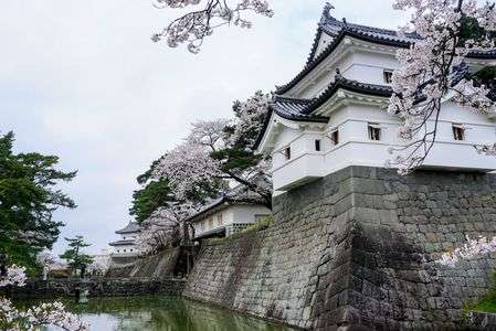 新発田城の桜🌸。　#フラワー2025#