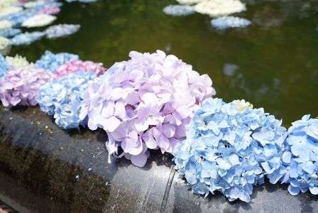 紫陽花浮かべ