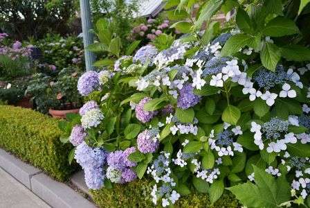 薔薇園から紫陽花園に