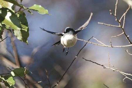 エナガ ジャンプ！