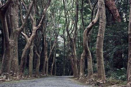 木々が記憶を曲げる道