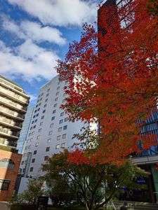 都会の中の紅葉