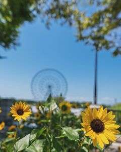向日葵と観覧車と猛暑