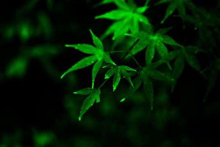 黒背景の写真練習