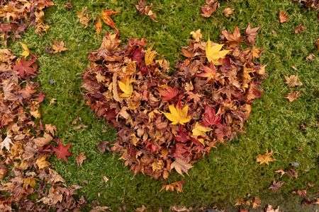 祇王寺散り紅葉