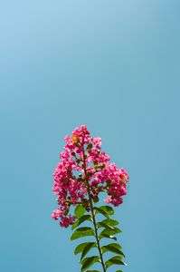 夏空に伸びる百日紅