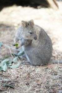 あげないんだからね！