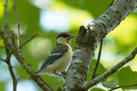 子シジュウさん