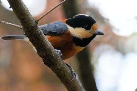 優しいヤマガラ