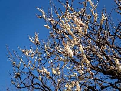 大船フラワーセンターの梅