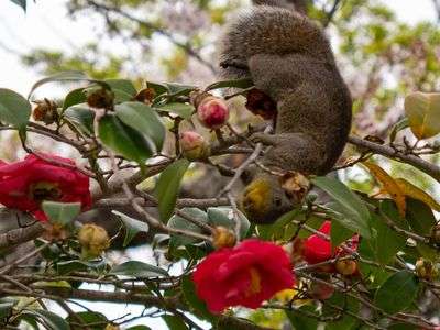 春の葛原岡神社にて