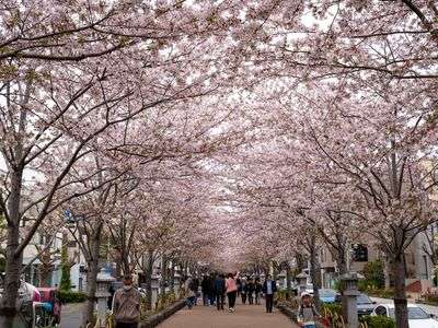 鶴岡八幡宮への参道の桜