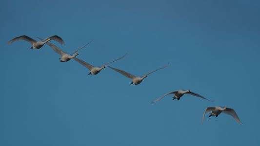 白鳥の編隊飛行