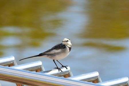 水辺のハクセキレイ