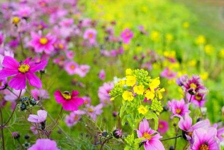 菜の花とコスモス