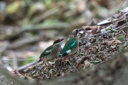 ヤイロチョウ親子